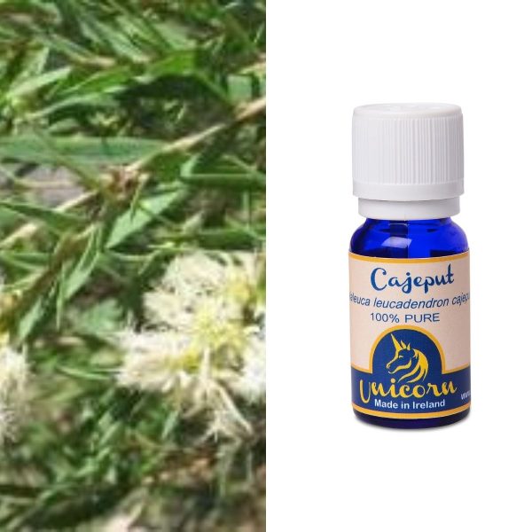Cajeput