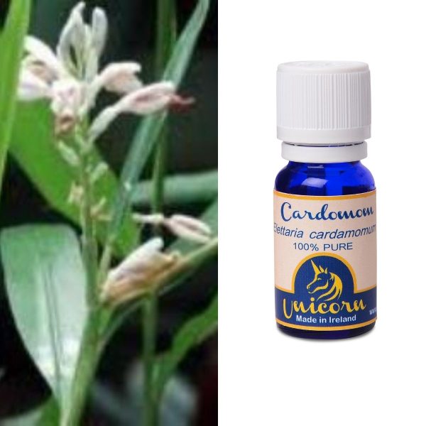 Cardamom