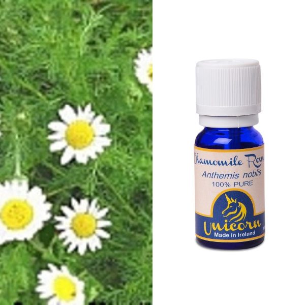 Chamomile Roman