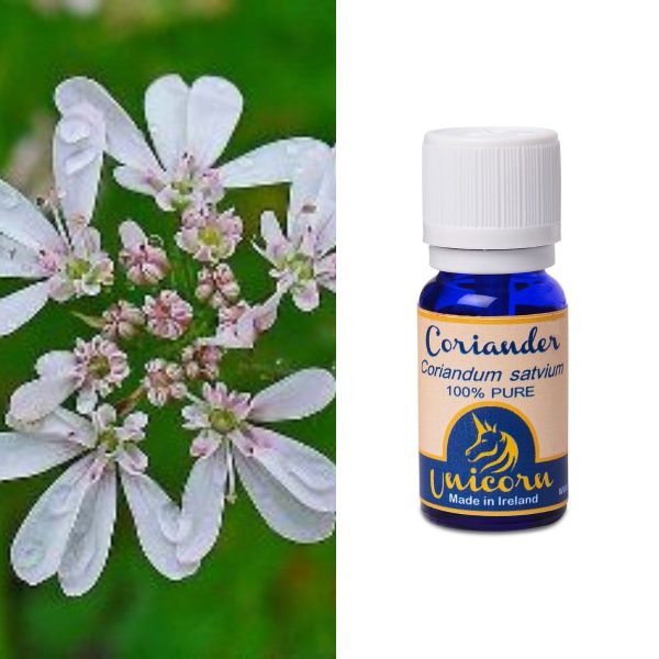Coriander