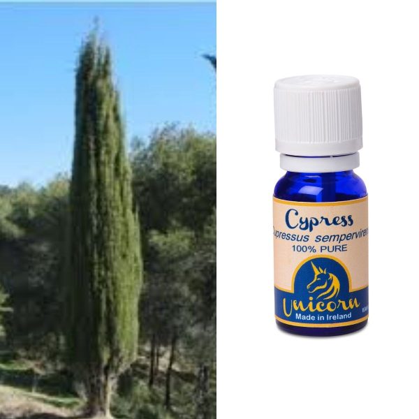 Cypress