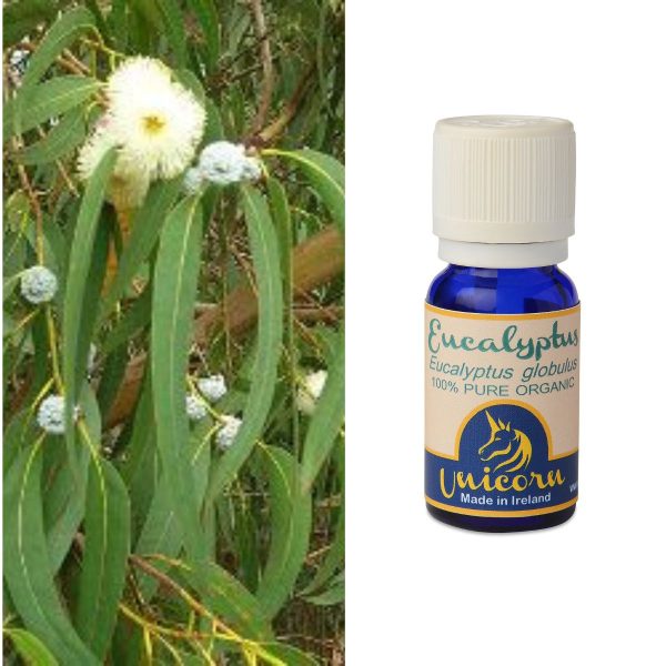 Eucalyptus Organic