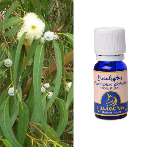 Eucalyptus