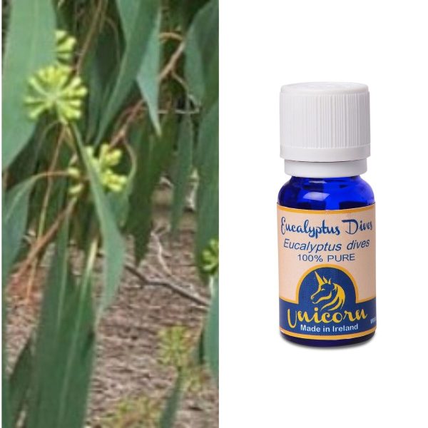Eucalyptus Dives