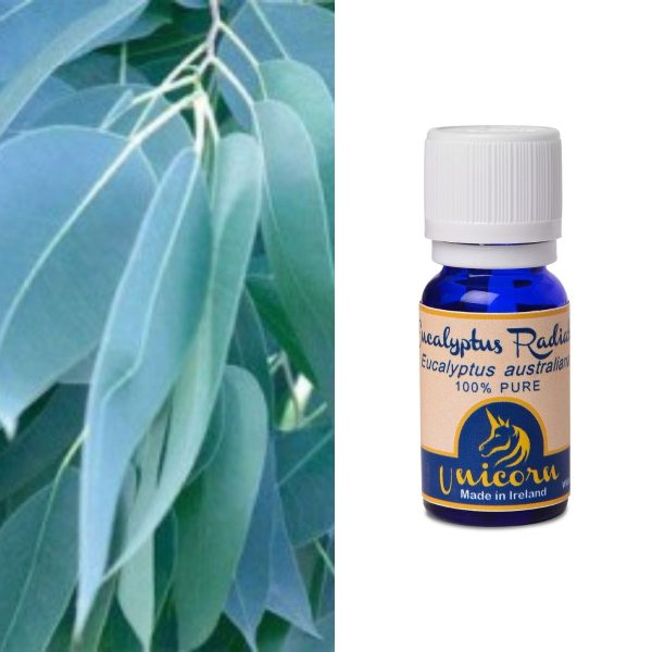 Eucalyptus Radiata