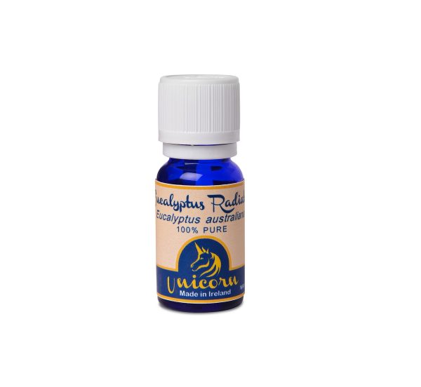 Eucalyptus Radiata - Image 3