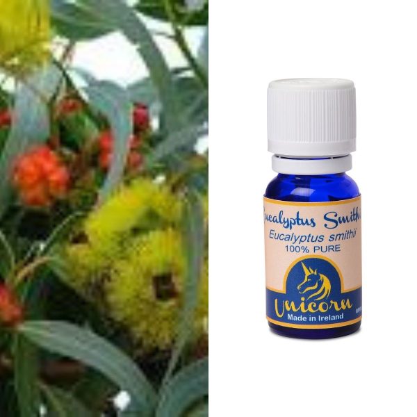 Eucalyptus Smithii