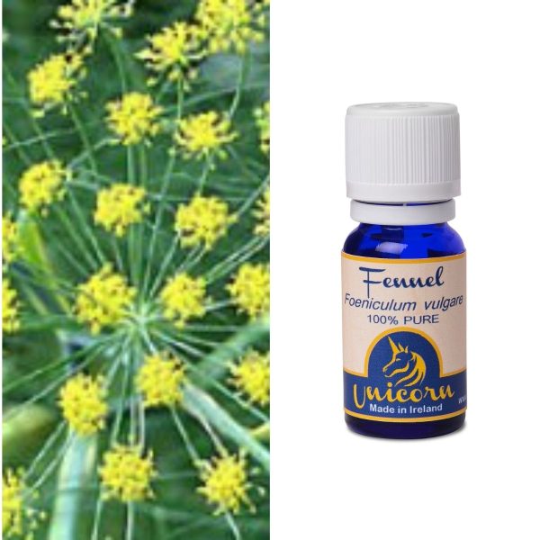 Fennel