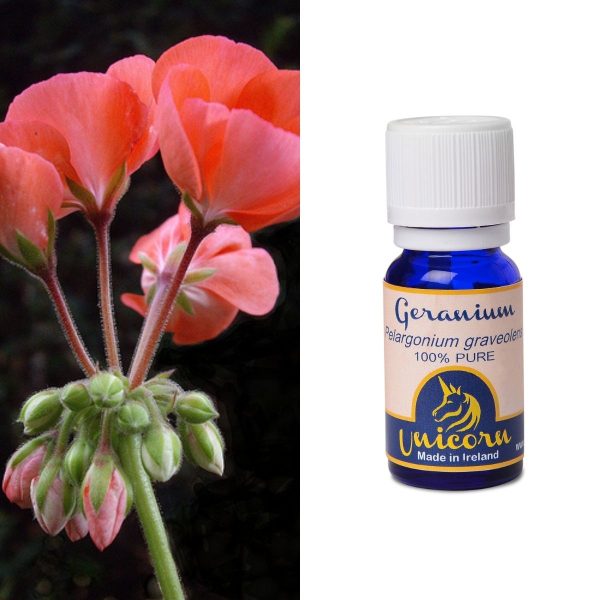 Geranium