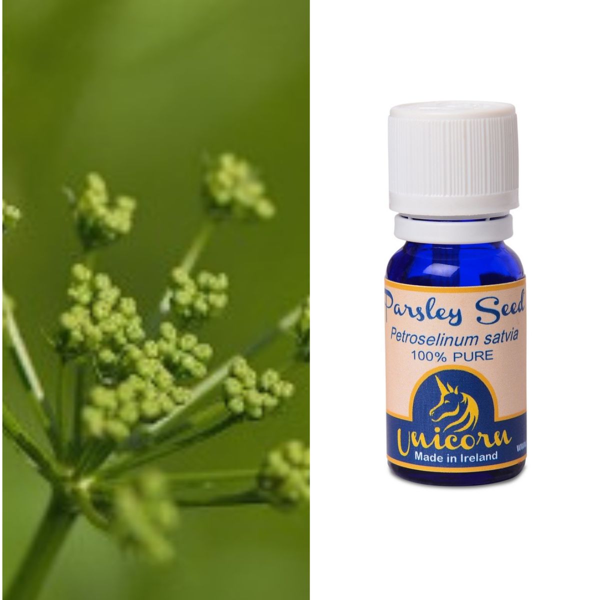 Parsley Seed 100 Pure Therapeutic Grade Essential Oil Ireland