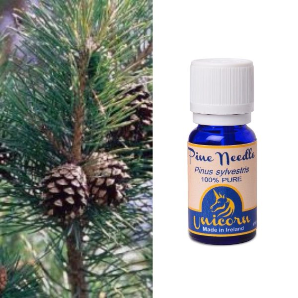 Pine Needle