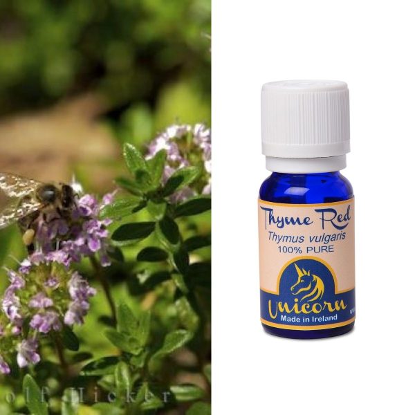 Thyme Red