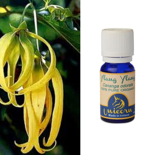 Ylang Ylang Organic